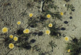 Smooth desertdandelion