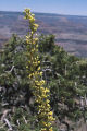 Utah agave