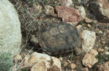 Young desert tortoise