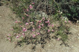 Desert willow