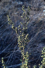 Coastal sagebrush