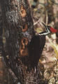 Pileated woodpecker