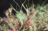 Roundleaf sundew