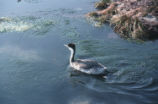 Western grebe