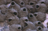 Cliff swallow nests