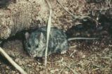 White-throated woodrat