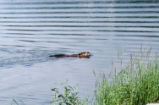 American beaver