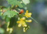 Golden currant