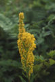 California goldenrod