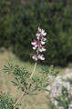 Yellow bush lupine