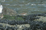 Ruddy turnstone