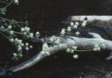 Utah serviceberry