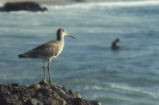 Willet