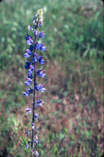 Sky lupine