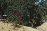 Pacific poison oak and valley oak