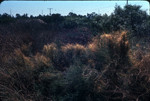 Chaparral dodder on California broomsage