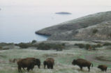 American bison