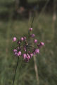 Nodding onion