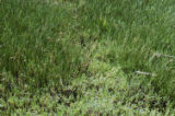 Slender arrowgrass and marsh jaumea