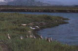 Marbled godwits and willets