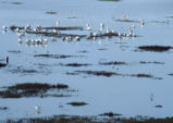 Avocets and other birds