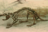 Giant beaver skeleton