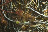 Roundleaf sundew