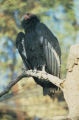 California condor