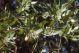 California laurel