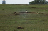 Prairie dogs