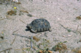 Desert tortoise