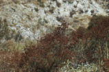 Eastern Mojave buckwheat