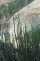 Scouringrush horsetail