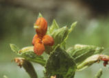 Scarlet monkeyflower