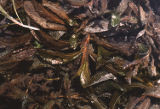 Illinois pondweed