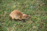 Prairie dog