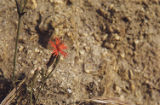 Cardinal catchfly