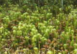 California pitcherplant