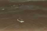 Common murre