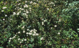 Labrador tea