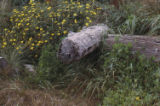 Oregon gumweed and saltbrush