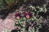 Splendid mariposa lily