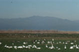 Snow, Ross's, Canada, and greater white-fronted geese