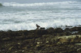 Black oystercatcher