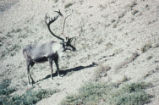 Caribou