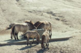 Przewalski's wild horse