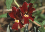 Kaweah river bush monkeyflower