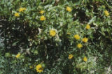 Oregon gumweed