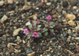 Dwarf purple monkeyflower