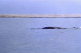 Gray whale